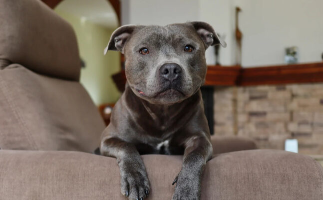 English Staffordshire Bull Terrier