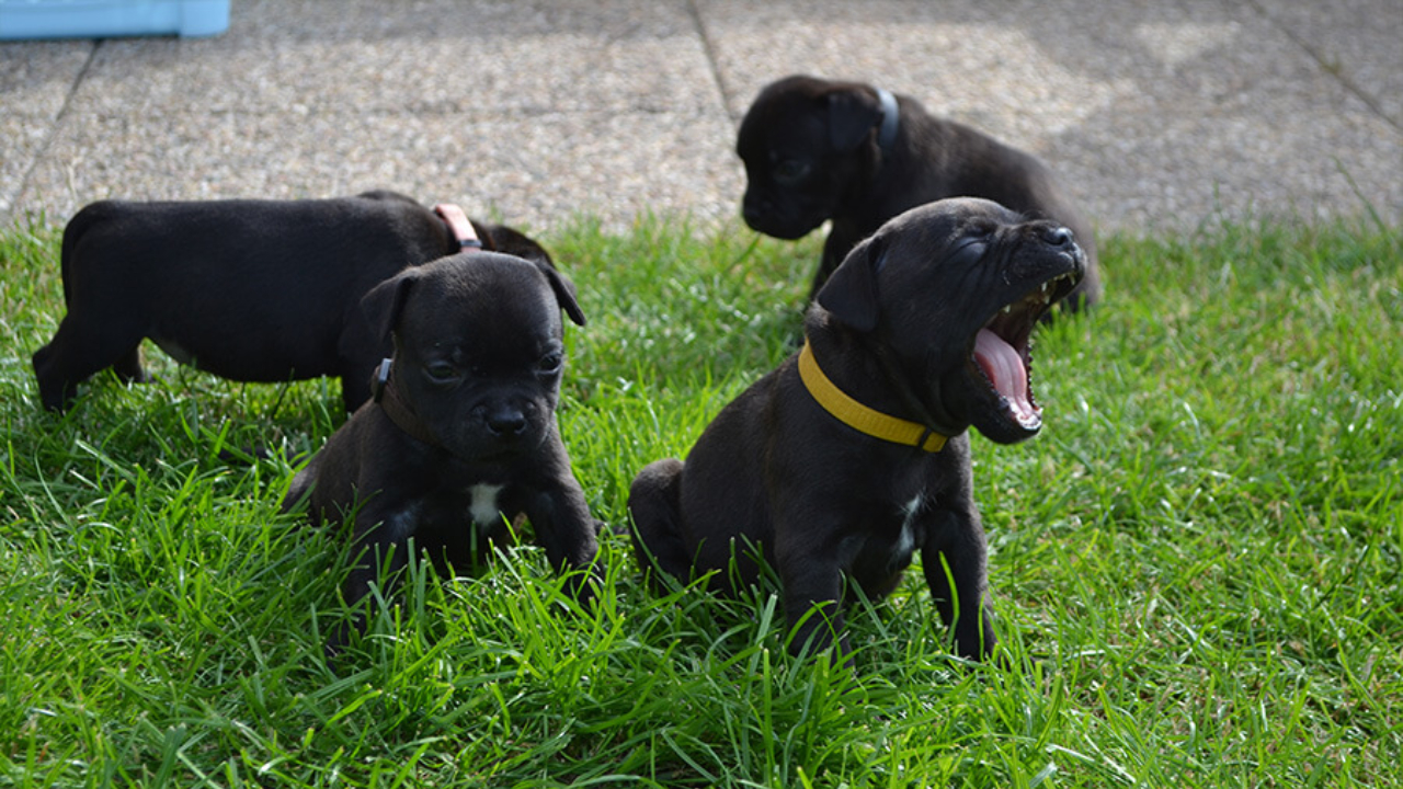 English Staffordshire Bull Terrier Puppies