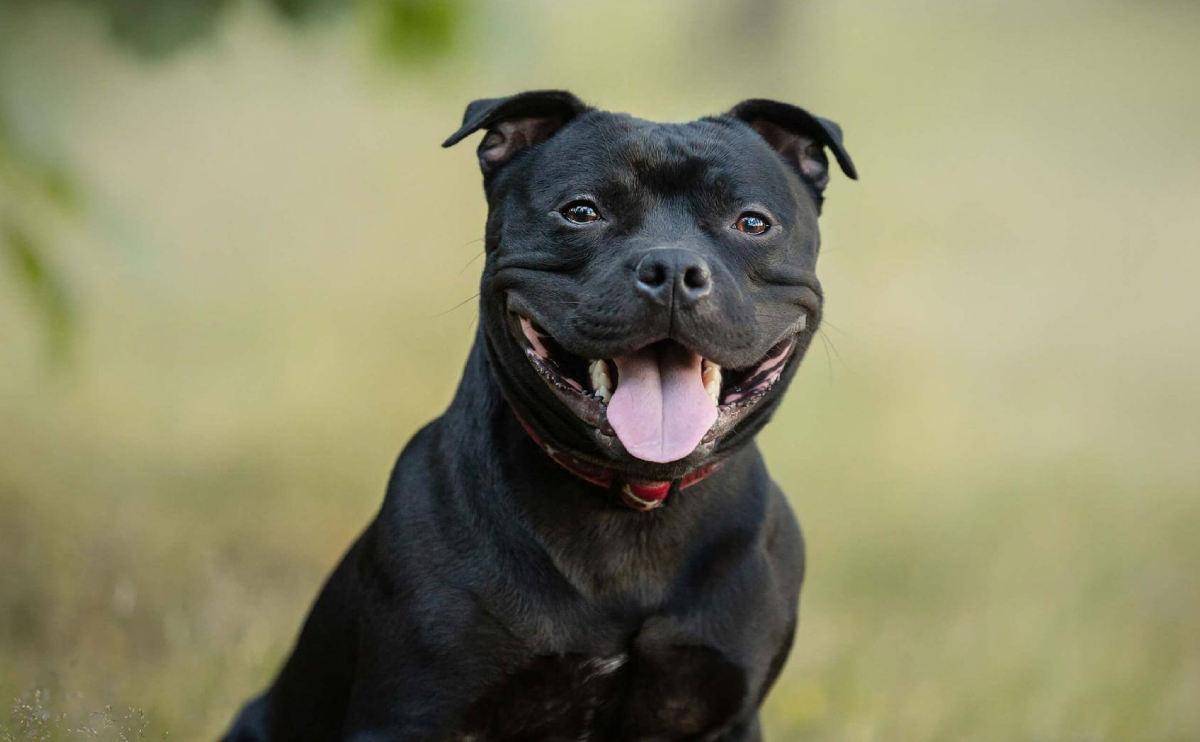 black english staffordshire