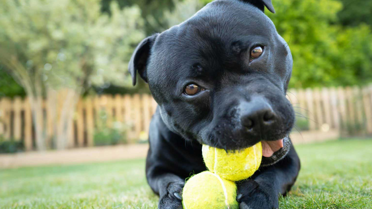 Ball gnawing English Staffordshire