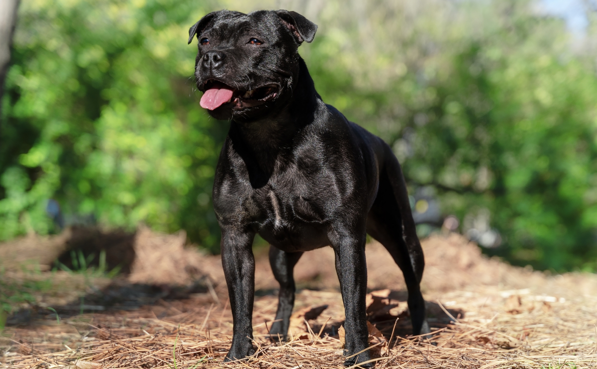 black english staffordshire