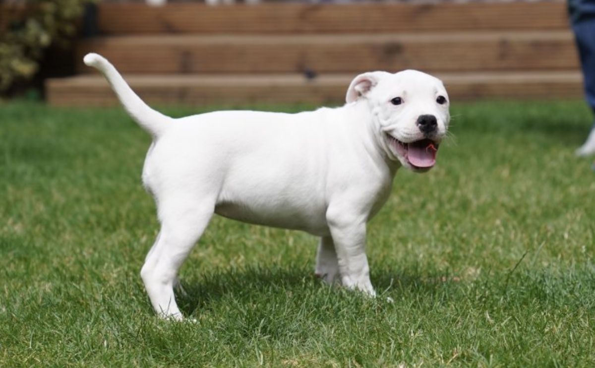 puppy staffordshire bull terrier