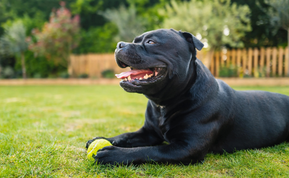 köpeklerde hipotiroidizm