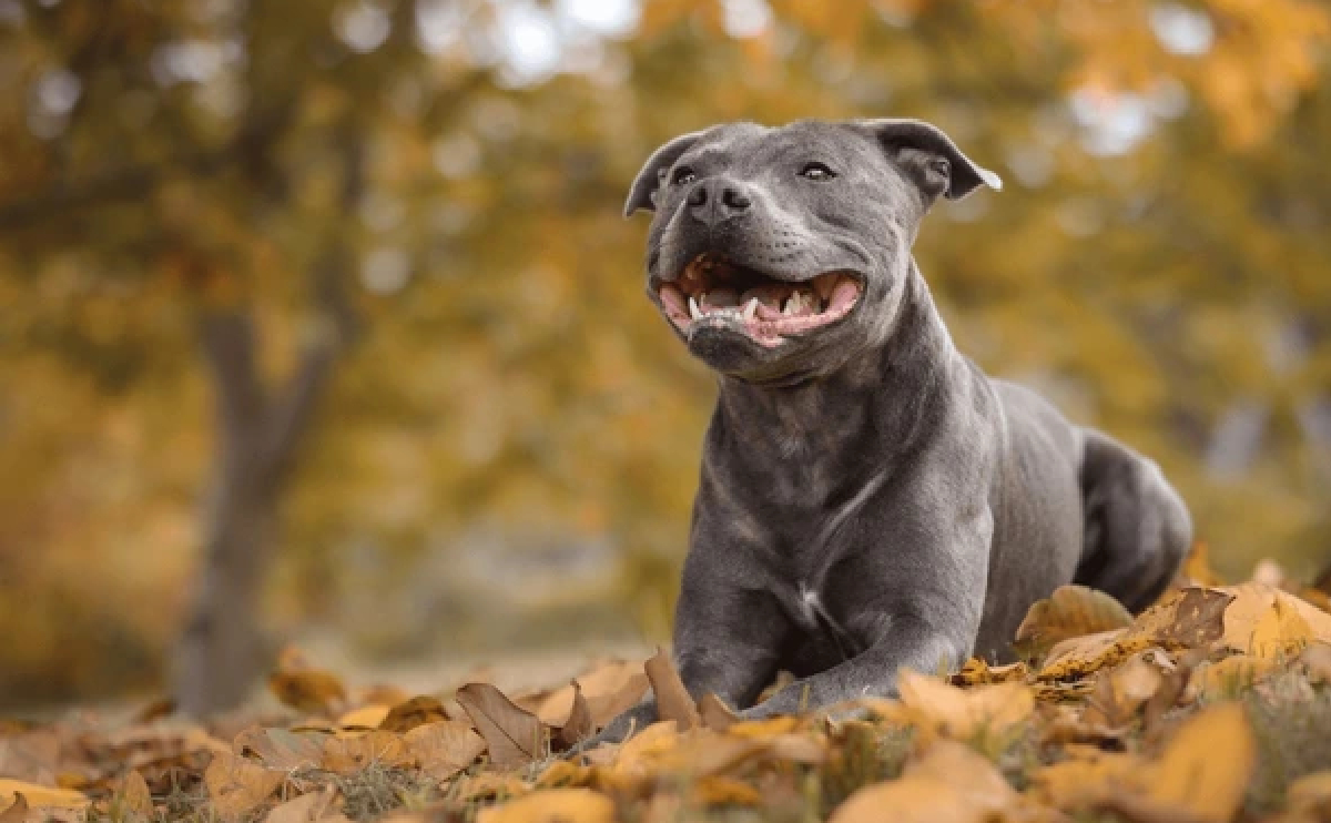 köpeklerde hipotiroidizm