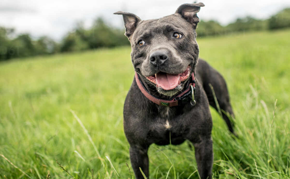 köpeklerde bağırsak sağlığını korumak