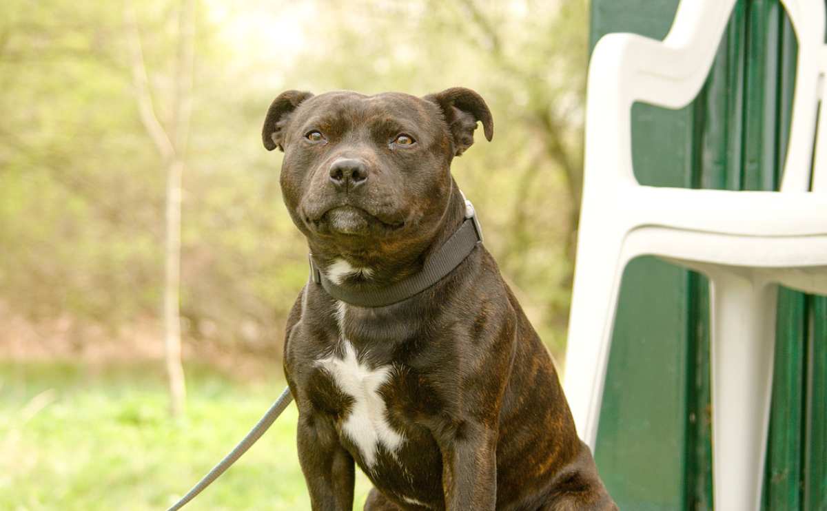 staffordshire bull terrier sahiplenmek yasak mı